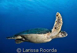 At peace with a turle floating by.  Little Cayman. by Larissa Roorda 